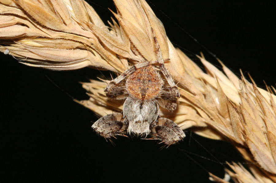 Maschio di Neoscona subfusca - Marina Romea (RA)