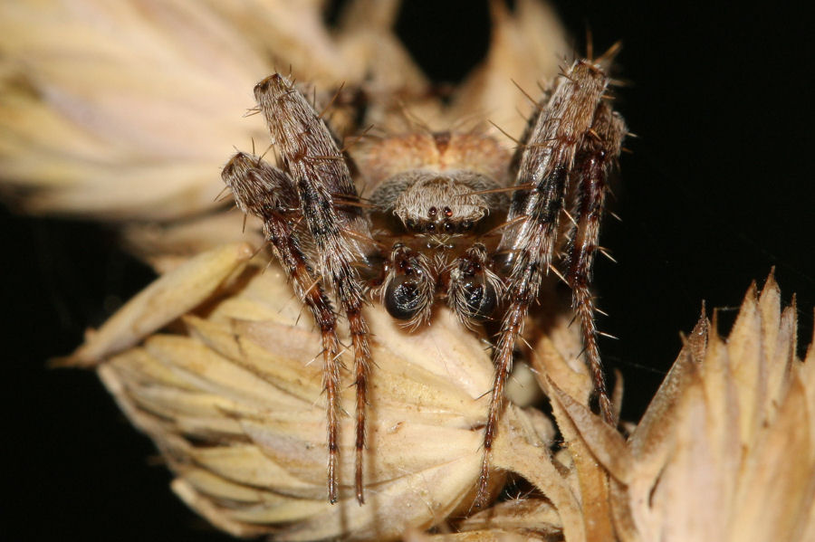 Maschio di Neoscona subfusca - Marina Romea (RA)