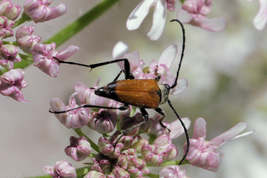 Cerambycidae: Anastrangalia sp.