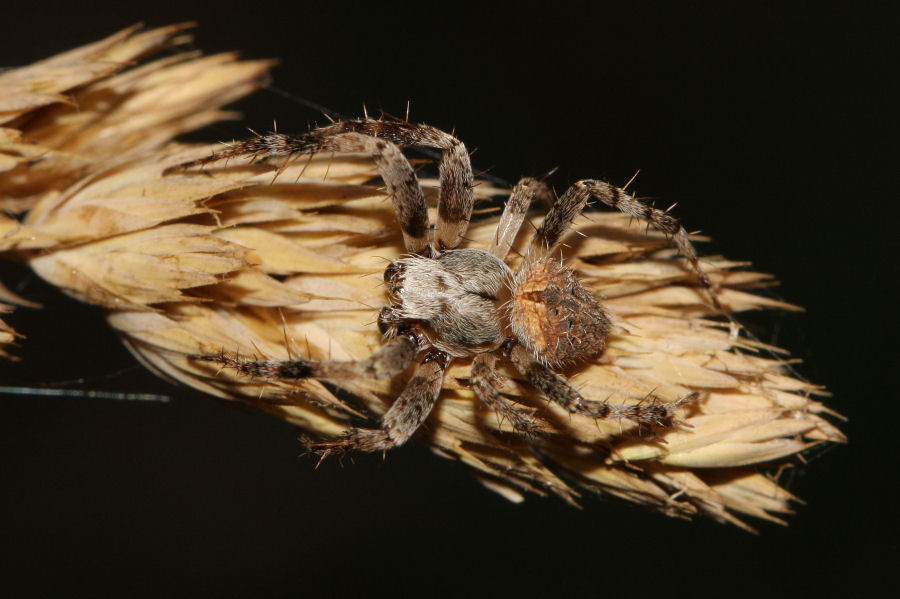 Maschio di Neoscona subfusca - Marina Romea (RA)
