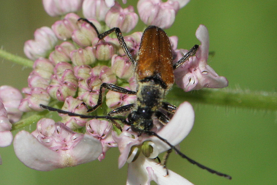 Cerambycidae: Anastrangalia sp.