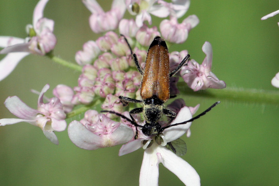 Cerambycidae: Anastrangalia sp.