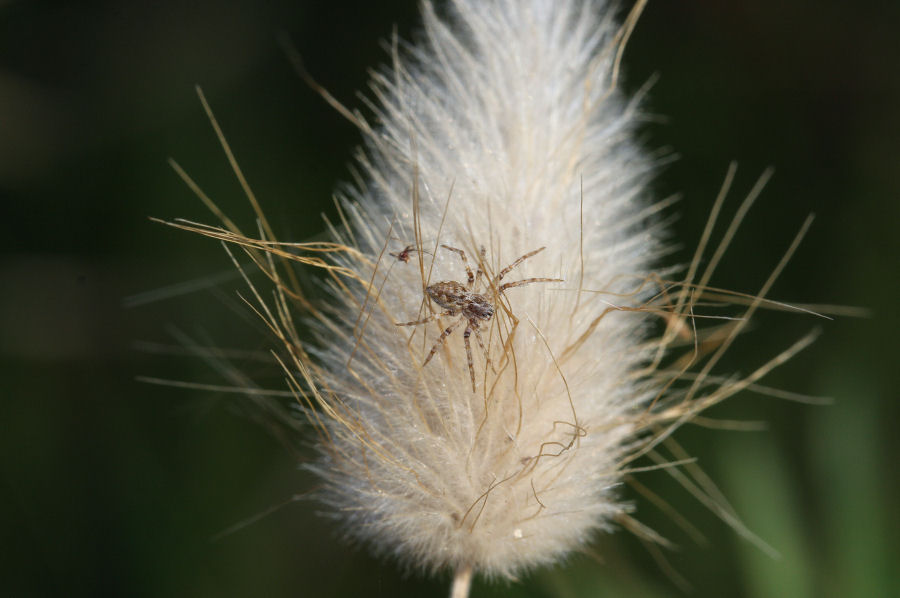 Pisaura sp. - Marina Romea (RA)