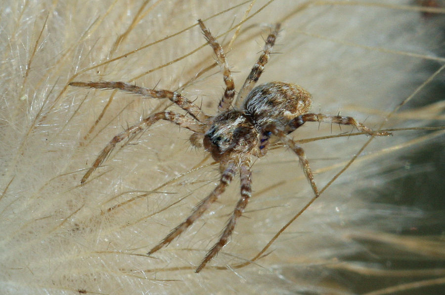 Pisaura sp. - Marina Romea (RA)