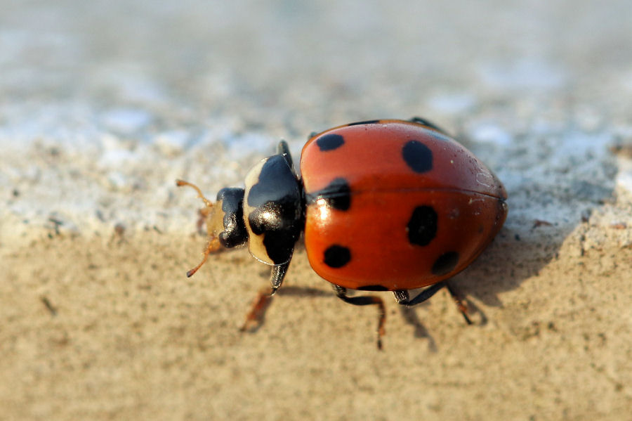 Ceratomegilla undecimnotata, Coccinellidae