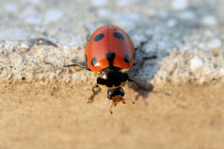 Ceratomegilla undecimnotata, Coccinellidae