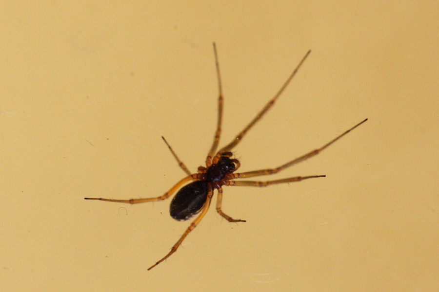 Frontinellina frutetorum - Castel Maggiore (BO)