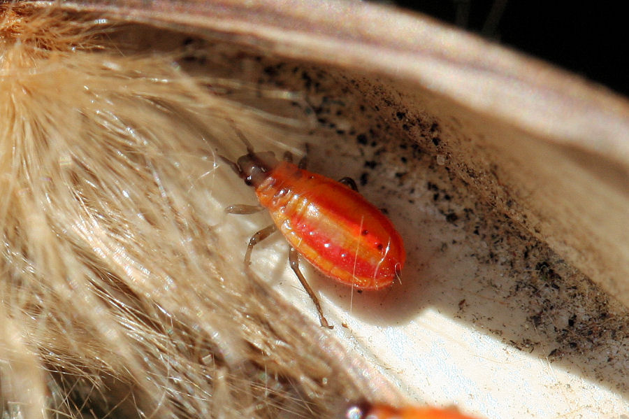 Lygaeidae: Lygaeus creticus dell''Emilia