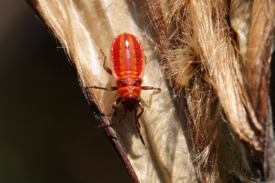 Lygaeidae: Lygaeus creticus dell''Emilia