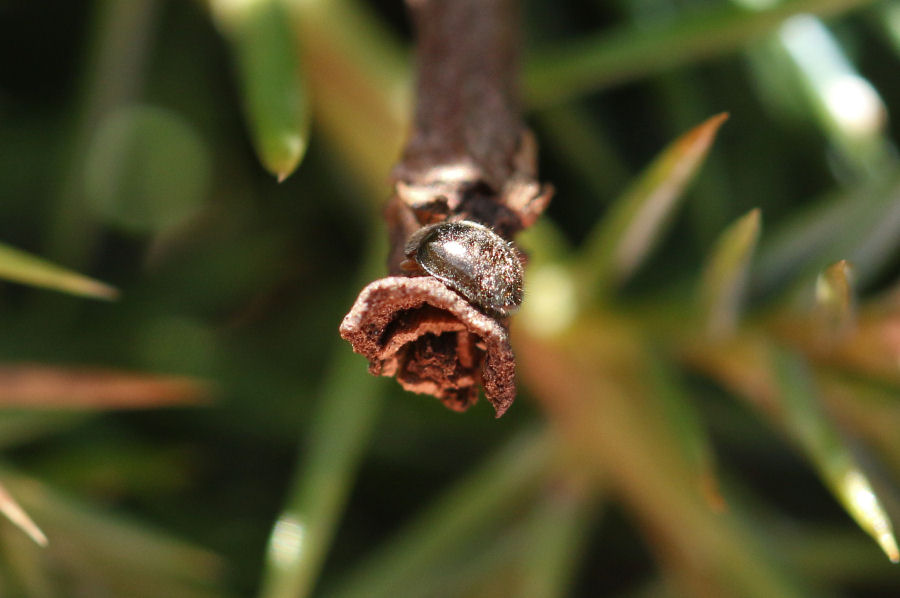 Rhizobius lophanthae, Coccinellidae Rhizobiinae