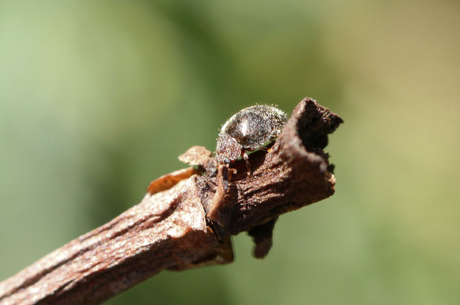 Rhizobius lophanthae, Coccinellidae Rhizobiinae