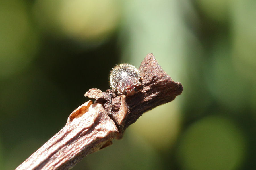 Rhizobius lophanthae, Coccinellidae Rhizobiinae