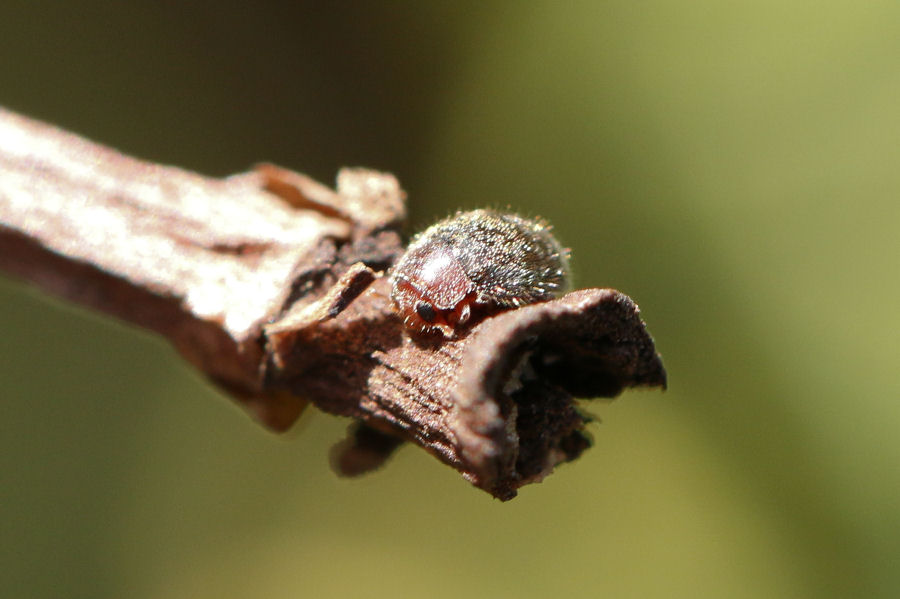 Rhizobius lophanthae, Coccinellidae Rhizobiinae