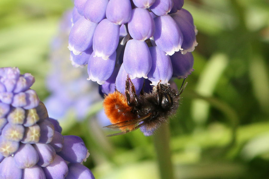 Osmia cornuta: Costruzione nido e nuova generazione