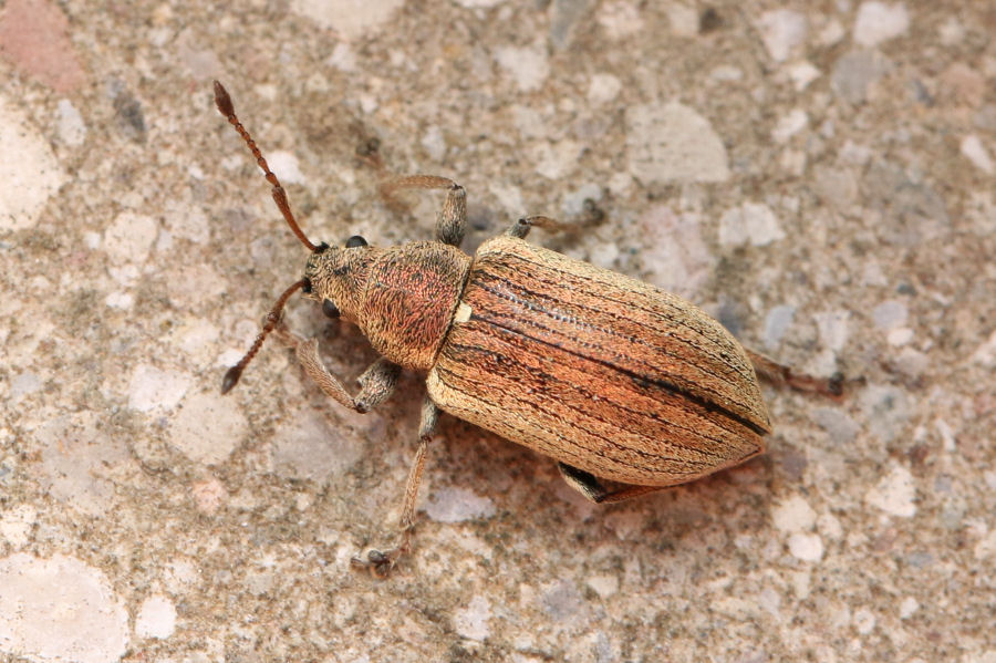 Phyllobius pyri, Curculionidae