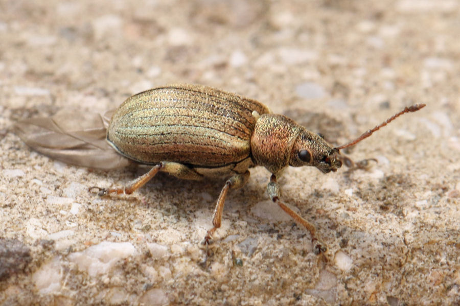 Phyllobius pyri, Curculionidae