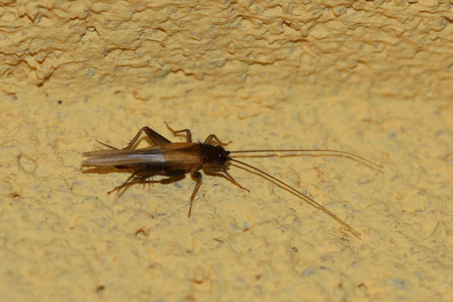 Stenonemobius gracilis