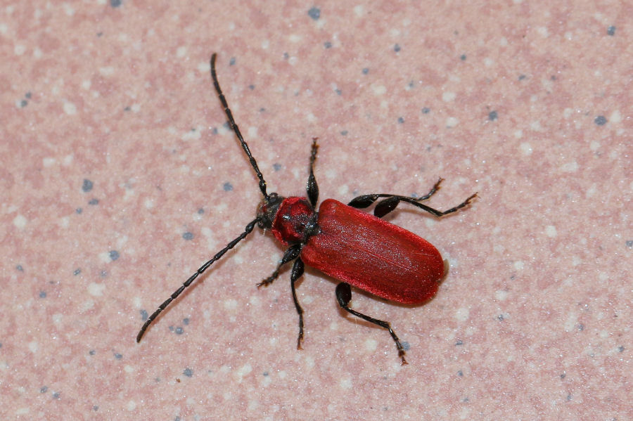 Pyrrhidium sanguineum