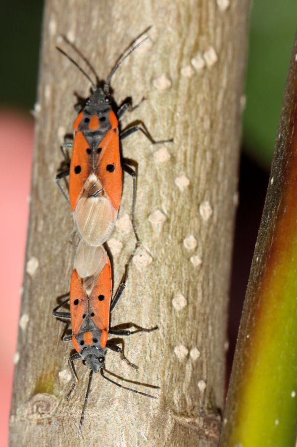 Lygaeidae: Lygaeus creticus dell''Emilia