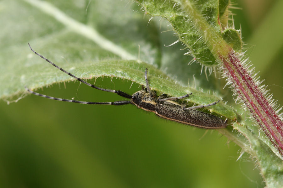 Cerambycidae: Agapanthia cardui?