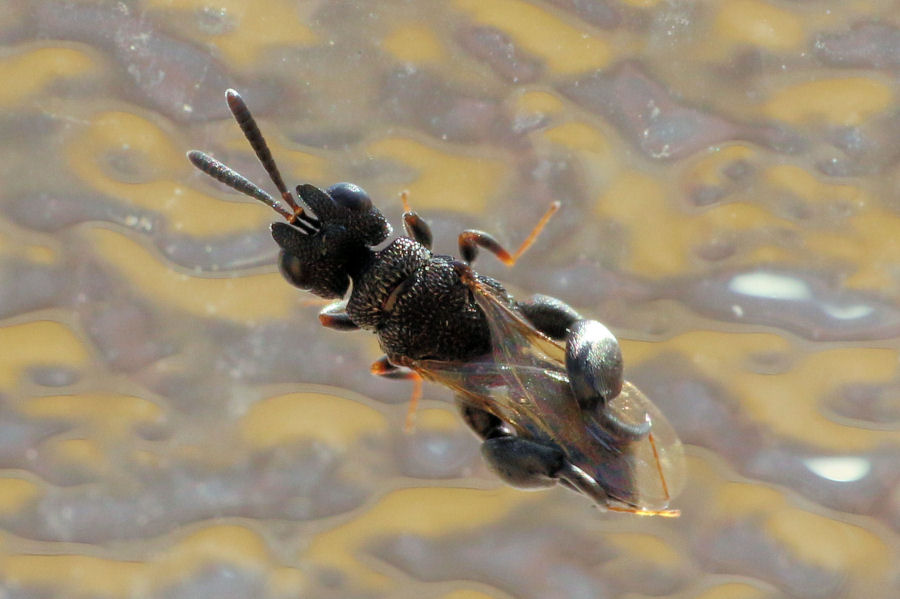 Chalcididae: Dirhinus (Dirhinus) hesperidum