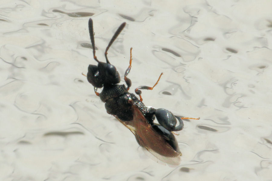 Chalcididae: Dirhinus (Dirhinus) hesperidum