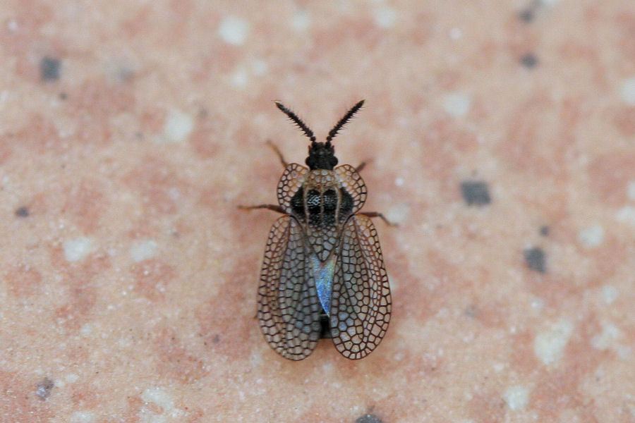 Tingidae: Kalama tricornis dell''Emilia (BO)