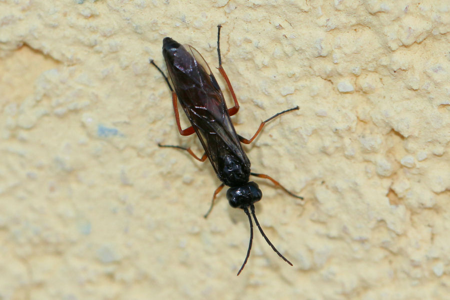 Tenthredinidae? s, Allantus calceatus