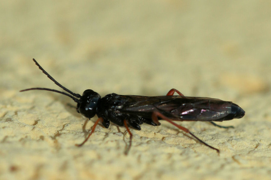 Tenthredinidae? s, Allantus calceatus