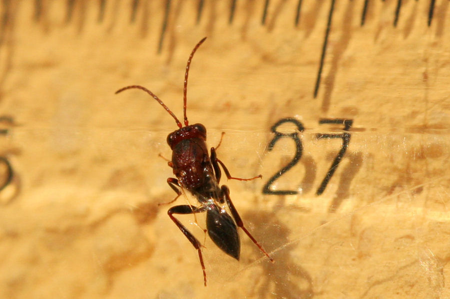 Callaspidia sp., Cynipoideo fam. Figitidae