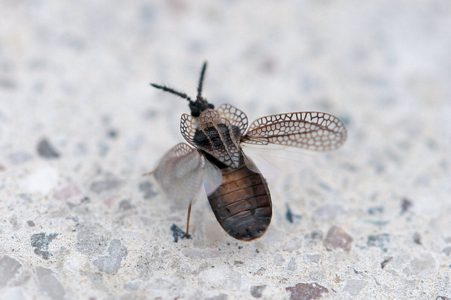 Tingidae: Kalama tricornis dell''Emilia (BO)