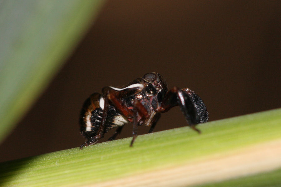Caliscelidae: Caliscelis wallengreni maschio