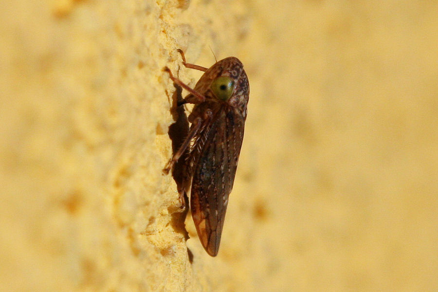 Cicadellidi in compagnia