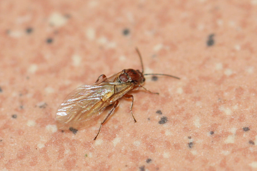 Andricus sp.? A. kollari (cf), gen. agamica