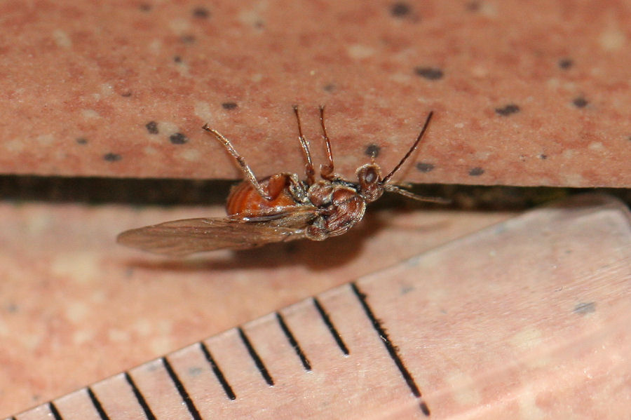 Andricus sp.? A. kollari (cf), gen. agamica