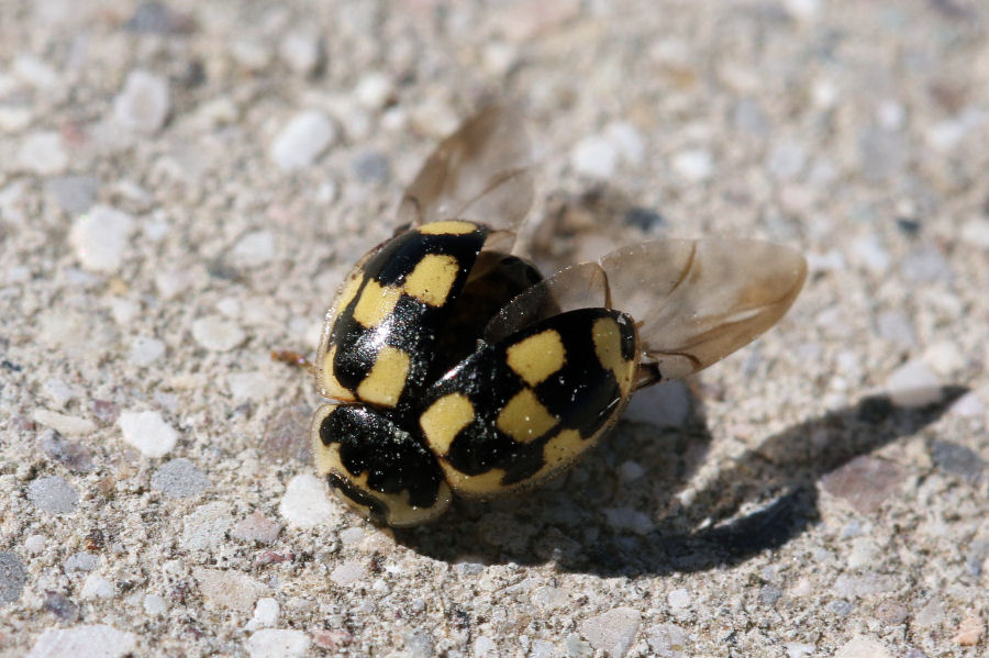 Propylea quatuordecimpunctata, Coccinellidae
