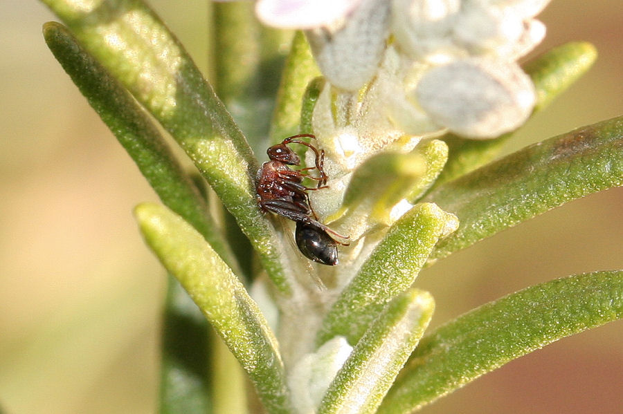 Callaspidia sp., Cynipoideo fam. Figitidae