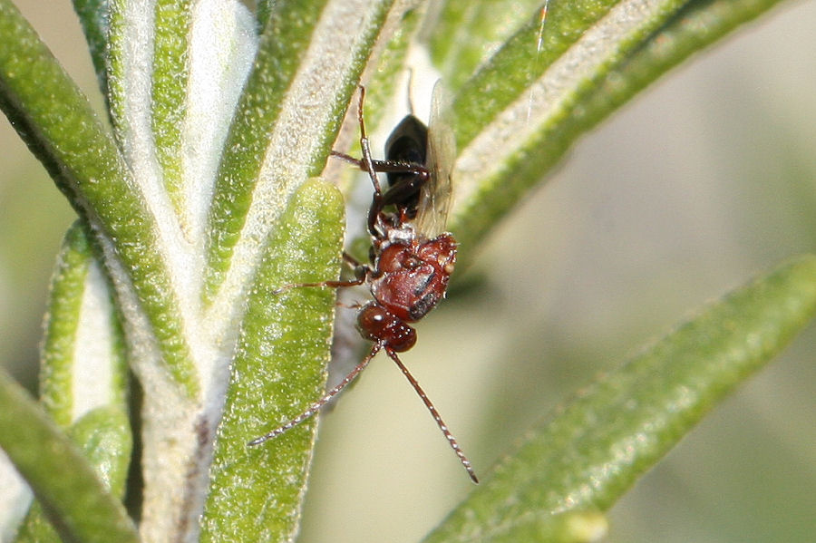 Callaspidia sp., Cynipoideo fam. Figitidae