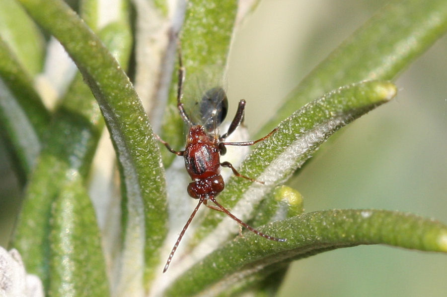 Callaspidia sp., Cynipoideo fam. Figitidae