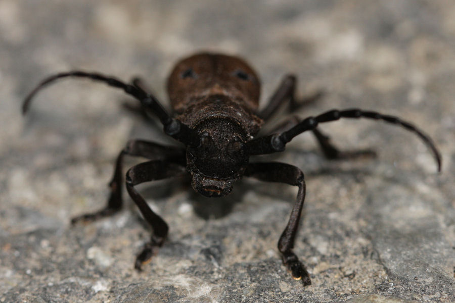 Herophila tristis
