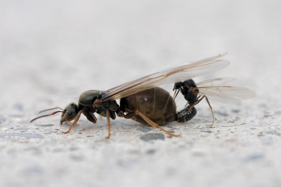 Formiche in accoppiamento: probabile Lasius sp.