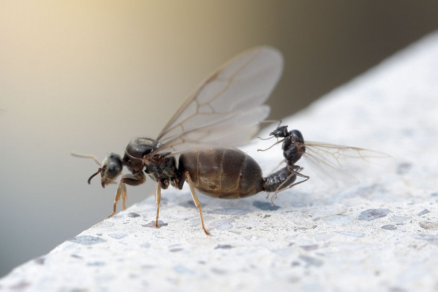 Formiche in accoppiamento: probabile Lasius sp.