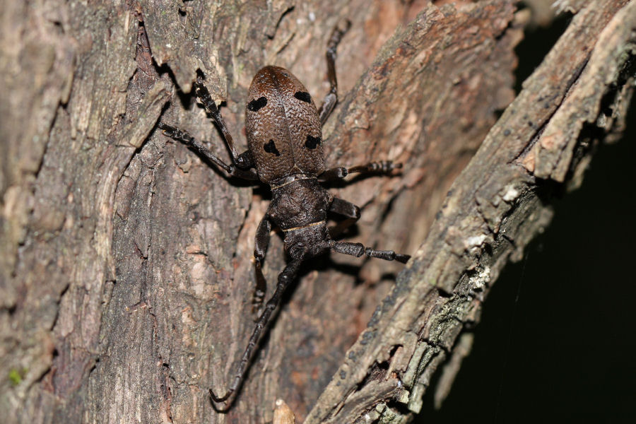 Herophila tristis