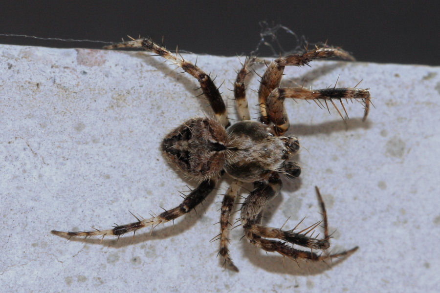 Neoscona subfusca - Castel Maggiore (BO)