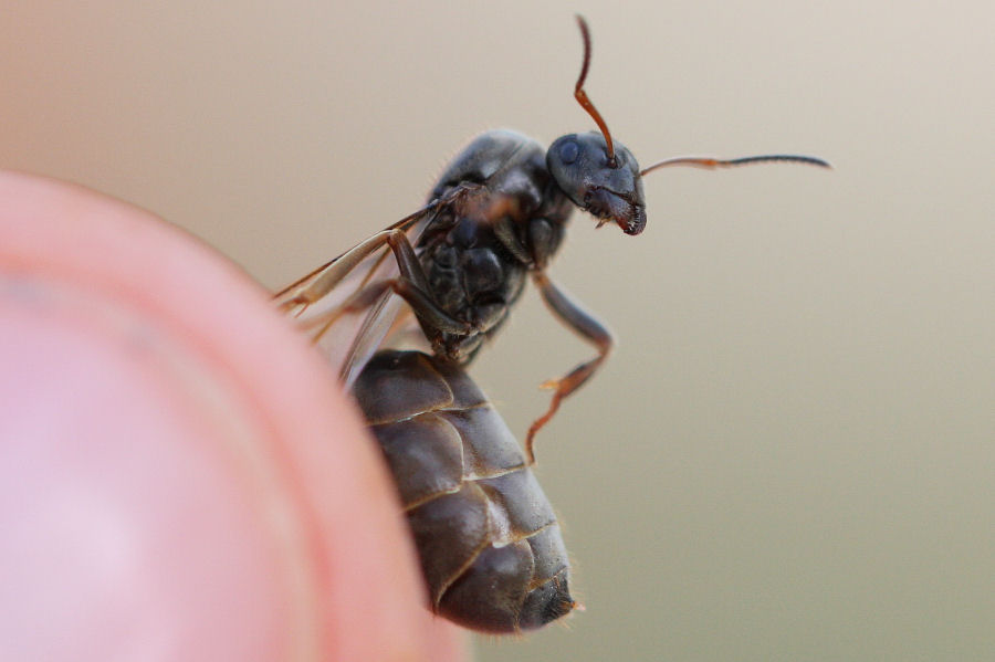 Formiche in accoppiamento: probabile Lasius sp.