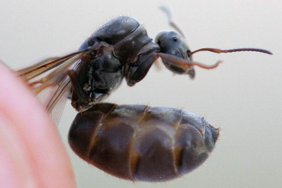 Formiche in accoppiamento: probabile Lasius sp.