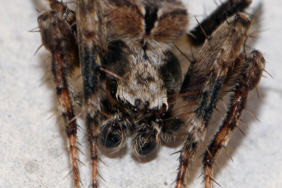 Neoscona subfusca - Castel Maggiore (BO)