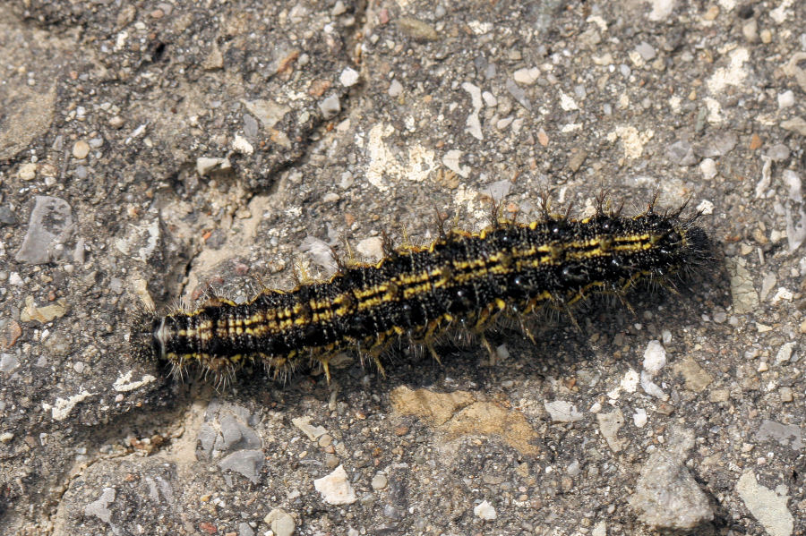 Bruco di aglais urticae?