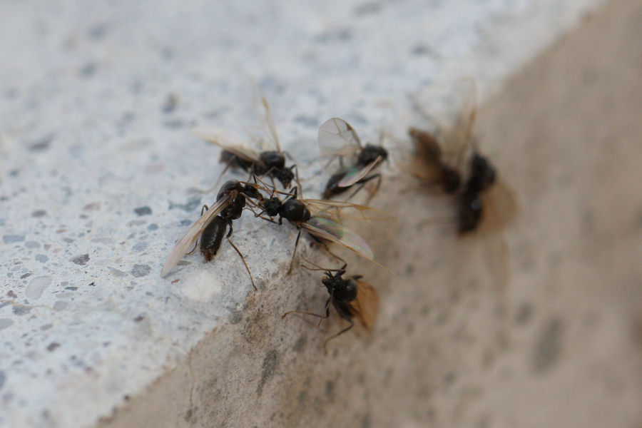 Formiche in accoppiamento: probabile Lasius sp.