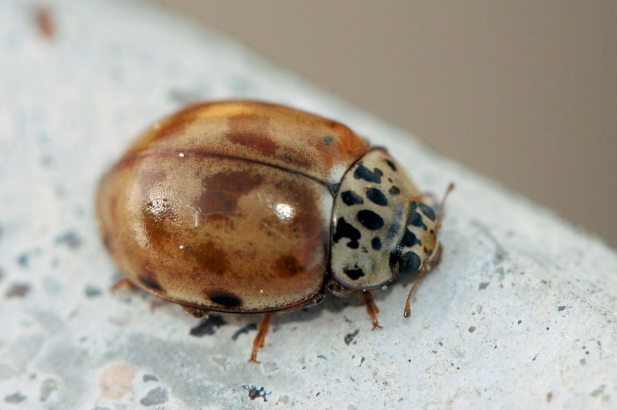 Harmonia quadripunctata e H. axyridis